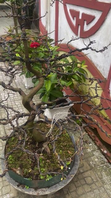 cần giao lưu hoặc ra đi. Mua bán Chim tại Huyện Phú Vang Thừa Thiên Huế được đăng bởi Hoach Phan hình 1