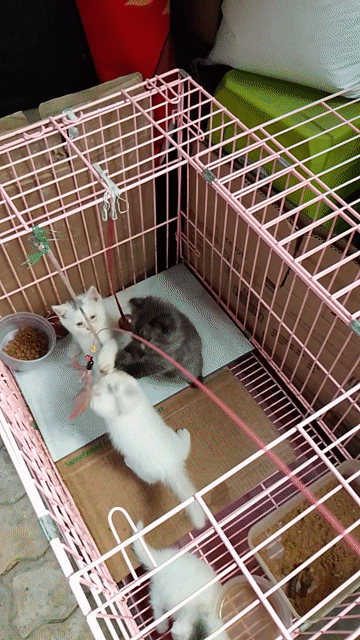 Mèo Anh nhỏ 2 tháng đã tiêm. Mua bán Mèo tại Quận 12 Tp Hồ Chí Minh được đăng bởi Minh Phượng hình 1