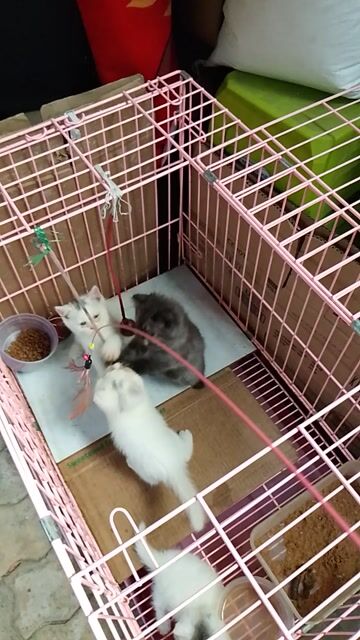 Mèo Anh nhỏ 2 tháng đã tiêm. Mua bán Mèo tại Quận 12 Tp Hồ Chí Minh được đăng bởi Minh Phượng hình 1