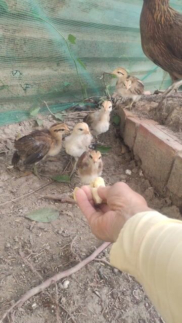 Gà Mỹ Đỏ đen. Mua bán Gà tại Huyện Vĩnh Thạnh Cần Thơ được đăng bởi vu hình 1