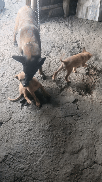 Chó Malinois lai Becgie Đức Đực Cái. Mua bán Chó tại Thành phố Ngã Bảy Hậu Giang được đăng bởi hoàng anh  hình 1