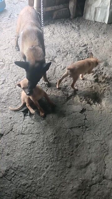 Chó Malinois lai Becgie Đức Đực Cái. Mua bán Chó tại Thành phố Ngã Bảy Hậu Giang được đăng bởi hoàng anh  hình 1