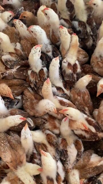 Gà ta 7-8 lạng thả vườn. Mua bán Gà tại Huyện Xuân Lộc Đồng Nai được đăng bởi Phúc gà giống  hình 1