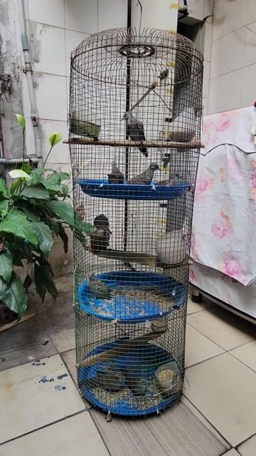 Chim Cu vằn Nâu cả hai. Mua bán Chim tại Quận 11 Tp Hồ Chí Minh được đăng bởi CanxuDo  hình 1