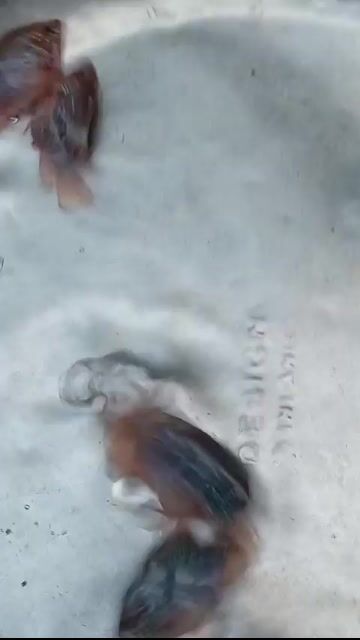 Cá Kim cương Đỏ. Mua bán Thú cưng khác tại Huyện Nhà Bè Tp Hồ Chí Minh được đăng bởi Tâm hình 1