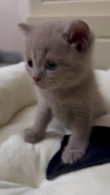 Mèo anh lông ngắn, Lilac, Đực 2 tháng tuổi. Mua bán Mèo tại Quận Bình Thạnh Tp Hồ Chí Minh được đăng bởi Mai Như hình 1