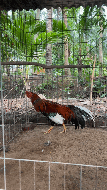 Gà điều bông đực 2.880kg. Mua bán Gà tại Huyện Trà Ôn Vĩnh Long được đăng bởi Vulam hình 1