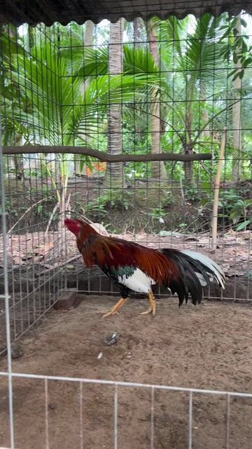 Gà điều bông đực 2.880kg. Mua bán Gà tại Huyện Trà Ôn Vĩnh Long được đăng bởi Vulam hình 1
