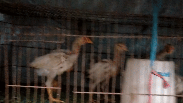 gà nồi. Mua bán Gà tại Huyện Châu Thành An Giang được đăng bởi Lưu Vũ hình 1