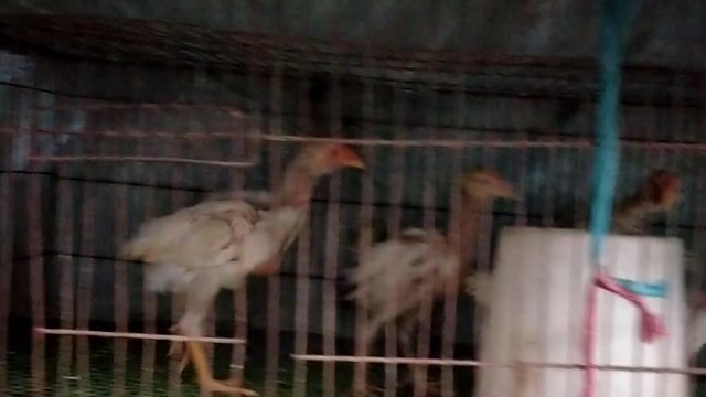 gà nồi. Mua bán Gà tại Huyện Châu Thành An Giang được đăng bởi Lưu Vũ hình 1