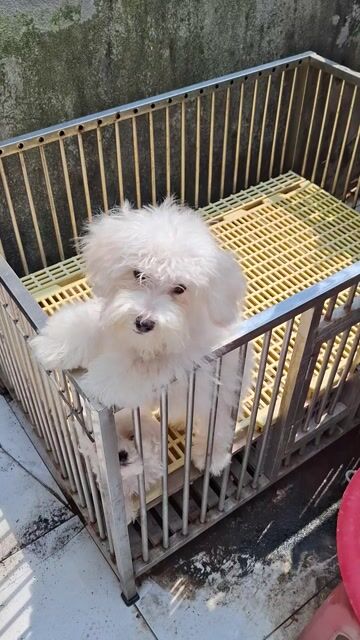 Bichon gái size mini. Mua bán Chó tại Quận 7 Tp Hồ Chí Minh được đăng bởi tran nguyen ngoc khanh hình 1