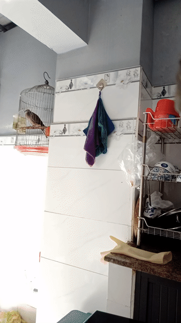 Chim cu gáy 4 năm thuần giọng hay. Mua bán Chim tại Quận Bình Tân Tp Hồ Chí Minh được đăng bởi tuấn  hình 1