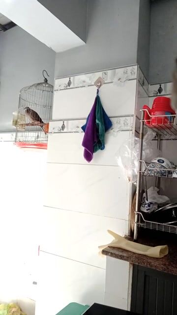 Chim cu gáy 4 năm thuần giọng hay. Mua bán Chim tại Quận Bình Tân Tp Hồ Chí Minh được đăng bởi tuấn  hình 1