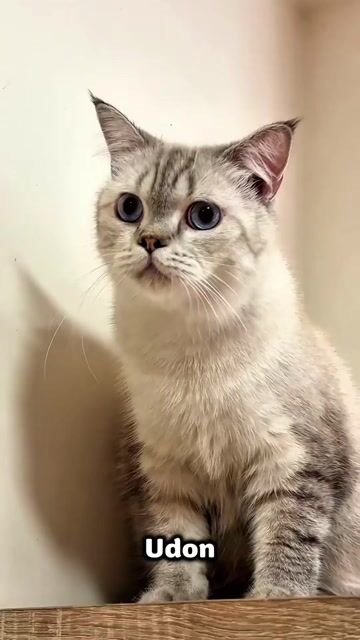 Mèo Anh Lông Ngắn. Mua bán Mèo tại Thành phố Thủ Đức Tp Hồ Chí Minh được đăng bởi Lê Mạnh Trí hình 1