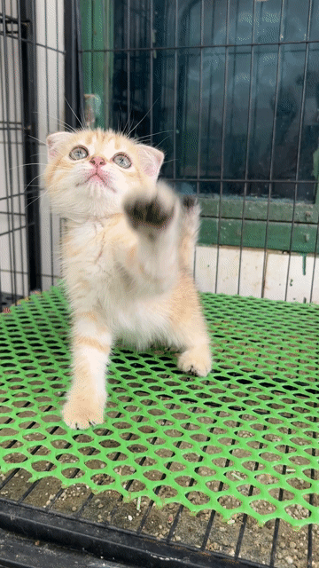 Golden tabby tai cụp đực tìm bame iu thương. Mua bán Mèo tại Quận 11 Tp Hồ Chí Minh được đăng bởi Ngọc Ngọc Meow hình 1