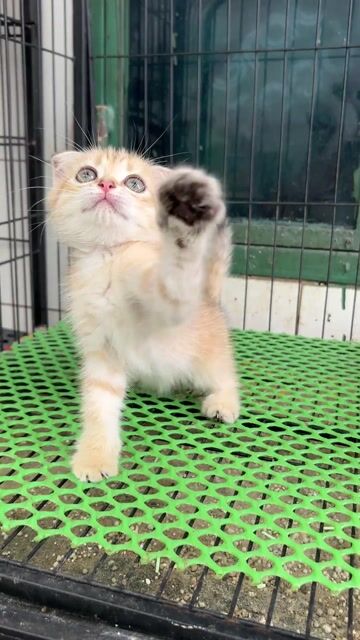 Golden tabby tai cụp đực tìm bame iu thương. Mua bán Mèo tại Quận 11 Tp Hồ Chí Minh được đăng bởi Ngọc Ngọc Meow hình 1