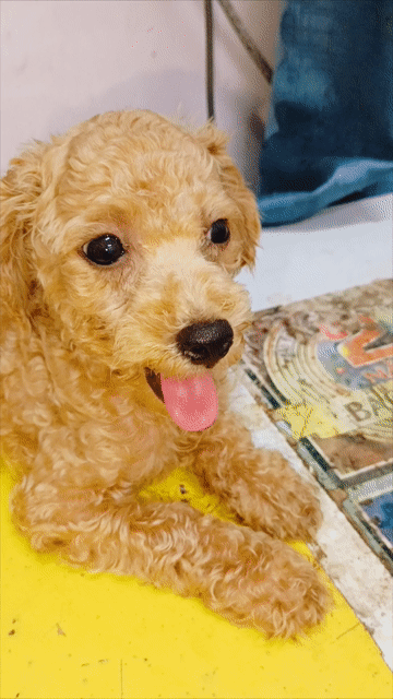 Chó Poodle Tiny Đực Vàng mơ Thuần chủng. Mua bán Chó tại Huyện Củ Chi Tp Hồ Chí Minh được đăng bởi Minh Quách hình 1