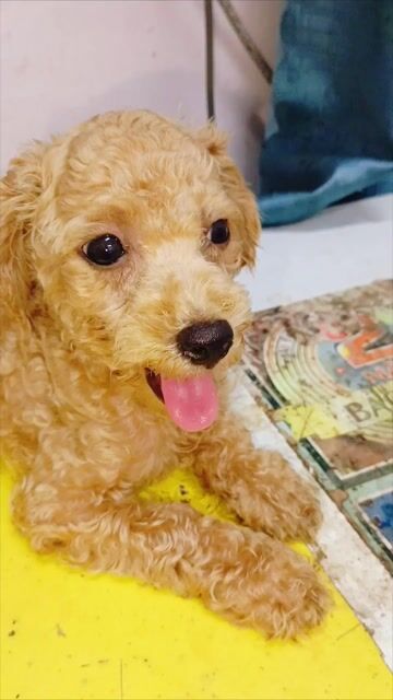 Chó Poodle Tiny Đực Vàng mơ Thuần chủng. Mua bán Chó tại Huyện Củ Chi Tp Hồ Chí Minh được đăng bởi Minh Quách hình 1