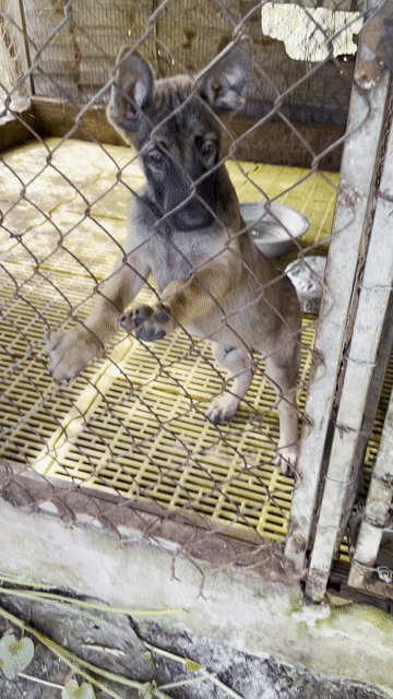 Chó Becgie Malinois 7kg 2 mũi. Mua bán Chó tại Huyện Phong Điền Cần Thơ được đăng bởi Ngọcc Đoann hình 1