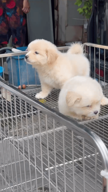 Chó Phốc Sóc Lai. Mua bán Chó tại Quận Liên Chiểu Đà Nẵng được đăng bởi V Petshop Đà Nẵng hình 1