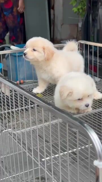 Chó Phốc Sóc Lai. Mua bán Chó tại Quận Liên Chiểu Đà Nẵng được đăng bởi V Petshop Đà Nẵng hình 1