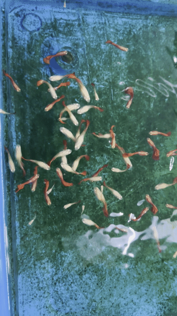 Cá cảnh AB Red Rose Guppy. Mua bán Thú cưng khác tại Quận Hải Châu Đà Nẵng được đăng bởi Mai Phương hình 1