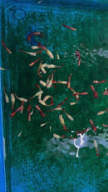 Cá cảnh AB Red Rose Guppy. Mua bán Thú cưng khác tại Quận Hải Châu Đà Nẵng được đăng bởi Mai Phương hình 1