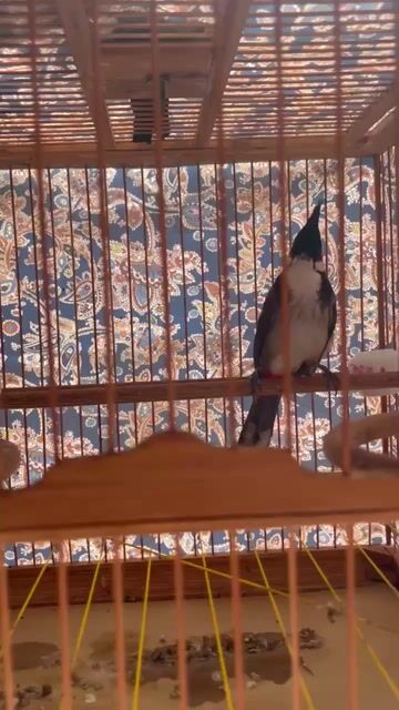 Chim chào mào bổi mùa đầu. Mua bán Chim tại Huyện Bình Chánh Tp Hồ Chí Minh được đăng bởi Đức ĐPT hình 1