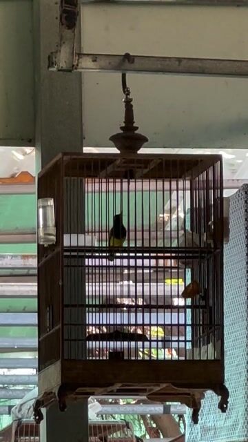 Chim hút mật 3 mùa Khỏe mạnh. Mua bán Chim tại Quận 12 Tp Hồ Chí Minh được đăng bởi VŨ THÁI AN CƯỜNG hình 1