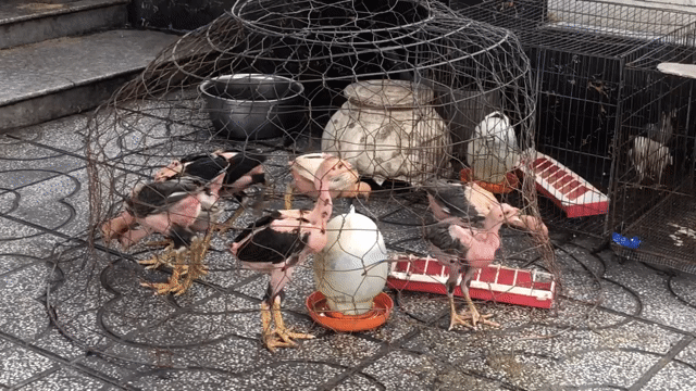 gà giống to con gà chọi. Mua bán Gà tại Huyện Gò Dầu Tây Ninh được đăng bởi Nguyễn Phi Nguyễn hình 1