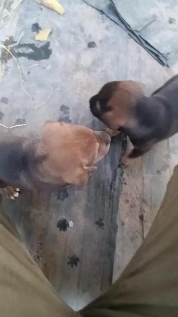 Chó con đực màu Nâu vàng. Mua bán Chó tại Huyện Đức Hòa Long An được đăng bởi Nhoi Tâm hình 1