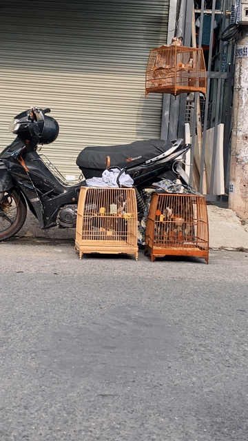 Chim chào mào đực bọng tốt. Mua bán Chim tại Thành phố Dĩ An Bình Dương được đăng bởi nguyễn thật hình 1