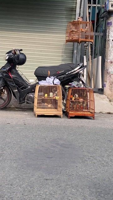 Chim chào mào đực bọng tốt. Mua bán Chim tại Thành phố Dĩ An Bình Dương được đăng bởi nguyễn thật hình 1