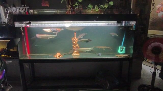 Cá Ngân Long hồ 1m8 x 40 x 70. Mua bán Thú cưng khác tại Quận Cái Răng Cần Thơ được đăng bởi Toàn Nguyễn hình 1