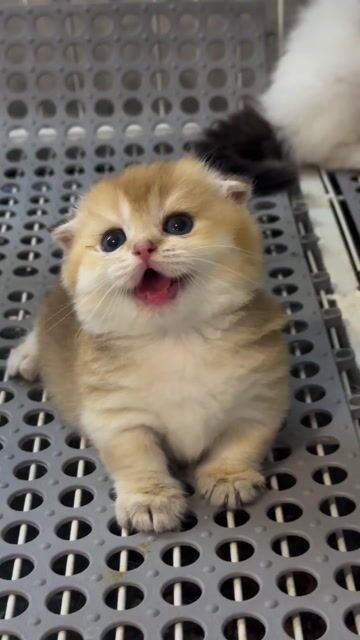 NHẬN GẠCH BÉ GOLDEN LÙN CỤP CÁI. Mua bán Mèo tại Huyện Bình Chánh Tp Hồ Chí Minh được đăng bởi Nhà Mèo Amaris hình 1