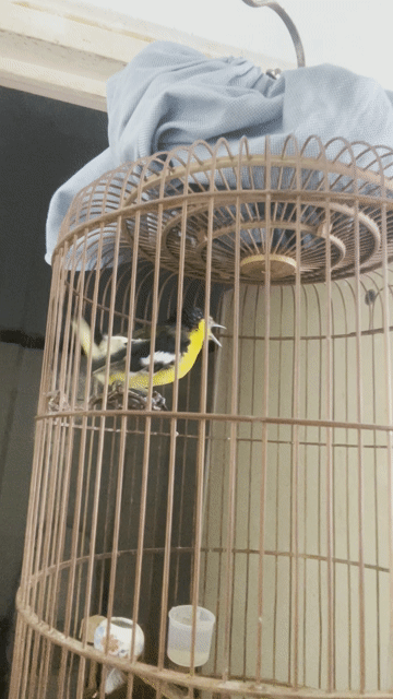 Chim Huýt cô đang rớt lông. Mua bán Chim tại Quận 10 Tp Hồ Chí Minh được đăng bởi mjnhson hình 1