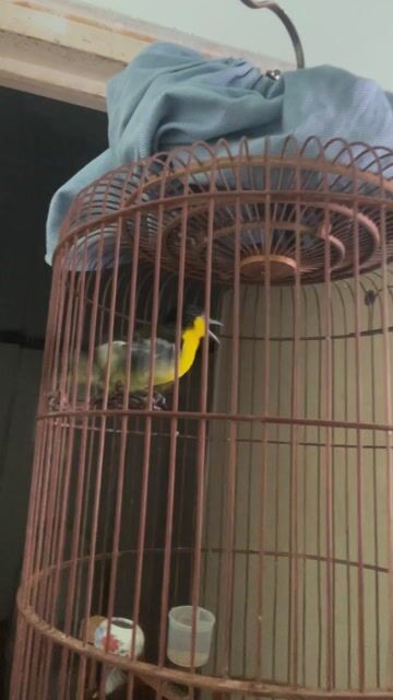 Chim Huýt cô đang rớt lông. Mua bán Chim tại Quận 10 Tp Hồ Chí Minh được đăng bởi mjnhson hình 1