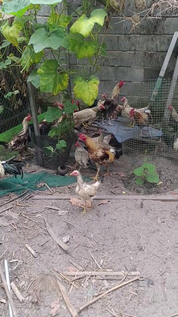 Gà siêu mỹ. Mua bán Gà tại Huyện Long Thành Đồng Nai được đăng bởi HuongNam hình 1