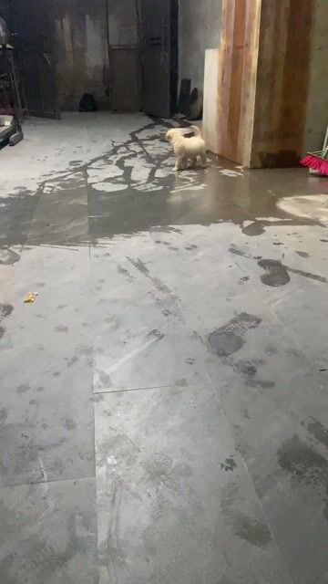 Chó Golden Retriever Vàng kem đã tiêm 2 mũi. Mua bán Chó tại Huyện Quốc Oai Hà Nội được đăng bởi Tình Nguyễn Văn hình 1