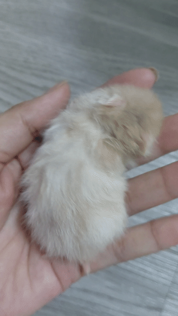 Chuột Hamster Trắng kem. Mua bán Thú cưng khác tại Huyện Hóc Môn Tp Hồ Chí Minh được đăng bởi hàng hiệu  hình 1