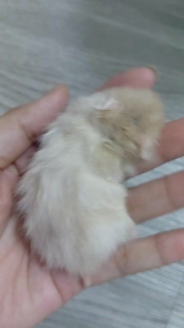 Chuột Hamster Trắng kem. Mua bán Thú cưng khác tại Huyện Hóc Môn Tp Hồ Chí Minh được đăng bởi hàng hiệu  hình 1