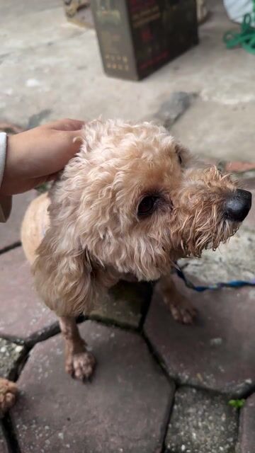 Chó Poodle Nâu vàng Thông minh, thân thiện. Mua bán Chó tại Huyện Thanh Trì Hà Nội được đăng bởi Nguyễn Minh Thu hình 1