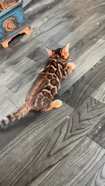 Mèo Bengal đực vằn vện. Mua bán Mèo tại Huyện Đông Anh Hà Nội được đăng bởi Nguyễn thiên thời hình 1