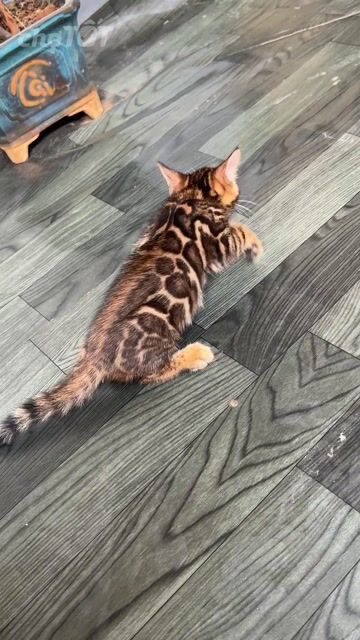 Mèo Bengal đực vằn vện. Mua bán Mèo tại Huyện Đông Anh Hà Nội được đăng bởi Nguyễn thiên thời hình 1