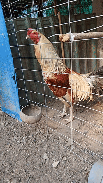 Gà chọi đực nhiều màu 2.65kg. Mua bán Gà tại Thị xã Tân Uyên Bình Dương được đăng bởi buivanthanh  hình 1