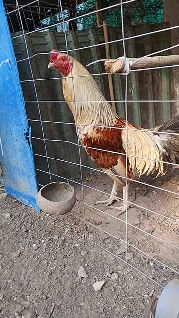 Gà chọi đực nhiều màu 2.65kg. Mua bán Gà tại Thị xã Tân Uyên Bình Dương được đăng bởi buivanthanh  hình 1