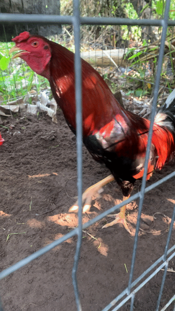 thanh lý. Mua bán Gà tại Thành phố Tân An Long An được đăng bởi Nguyễn Hữu Tài hình 1