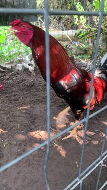 thanh lý. Mua bán Gà tại Thành phố Tân An Long An được đăng bởi Nguyễn Hữu Tài hình 1