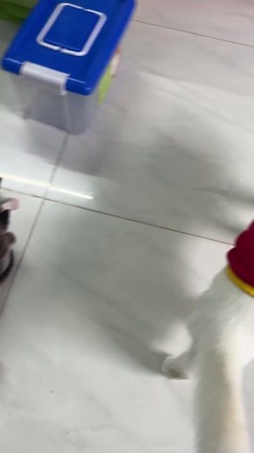 Mèo con vằn cả hai. Mua bán Mèo tại Thành phố Biên Hòa Đồng Nai được đăng bởi Ngọc Ly hình 1