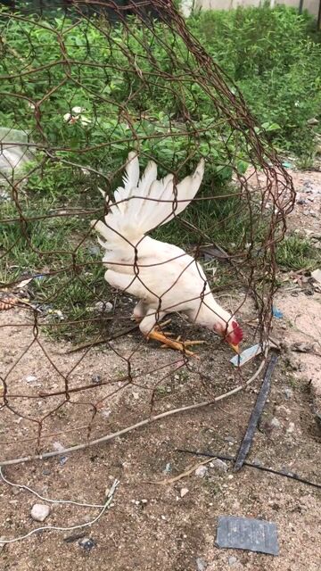 Gà Kelso Trắng 1.5-1.6 kg. Mua bán Gà tại Thành phố Bà Rịa Bà Rịa - Vũng Tàu được đăng bởi Penalty hình 1
